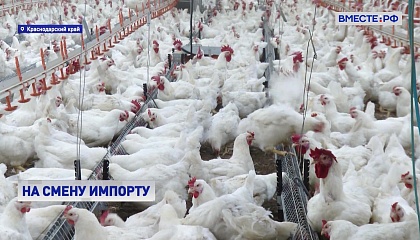 РЕПОРТАЖ: Инновации в курятнике