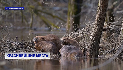 Смоленское Поозерье готово принимать туристов
