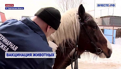 РЕПОРТАЖ: Лошадиное здоровье