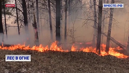Лесными пожарами охвачены 19 российских регионов