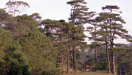 Матвиенко выразила соболезнования жертвам тайфуна «Калмаэги» на Филиппинах