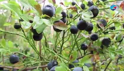 Нужно срочно поддержать заготовителей грибов и ягод, считают сенаторы