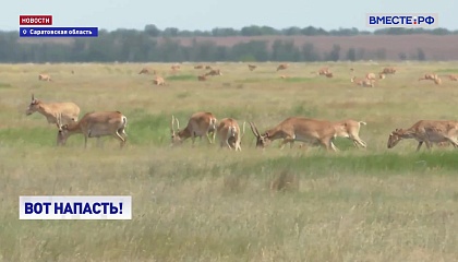 Нашествие сайгаков из Казахстна постаувило под угрозу сельское хозяйство Саратовской области