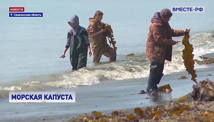 Сахалинцы открыли сезон сбора морской капусты