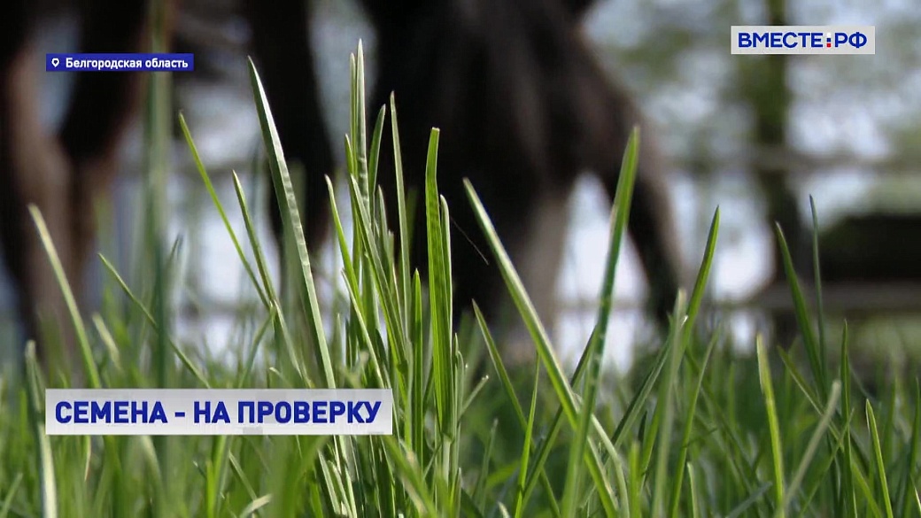 Local video