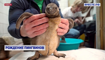 Два пингвиненка появились на свет в Московском зоопарке