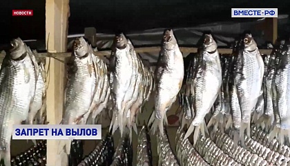 Минсельхоз продлил запрет на вылов воблы в Волге, Каспийском море и во всех акваториях Калмыкии