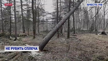 Сенатор Лебедев: в России нарушен баланс по вырубке и насаждениям лесов 